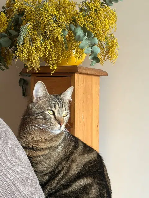 chat lost   92300 Levallois-Perret Sky