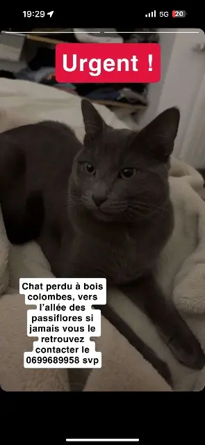 chat lost   92270 Bois-Colombes Slim
