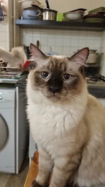 chat lost   92150 Suresnes Smoky