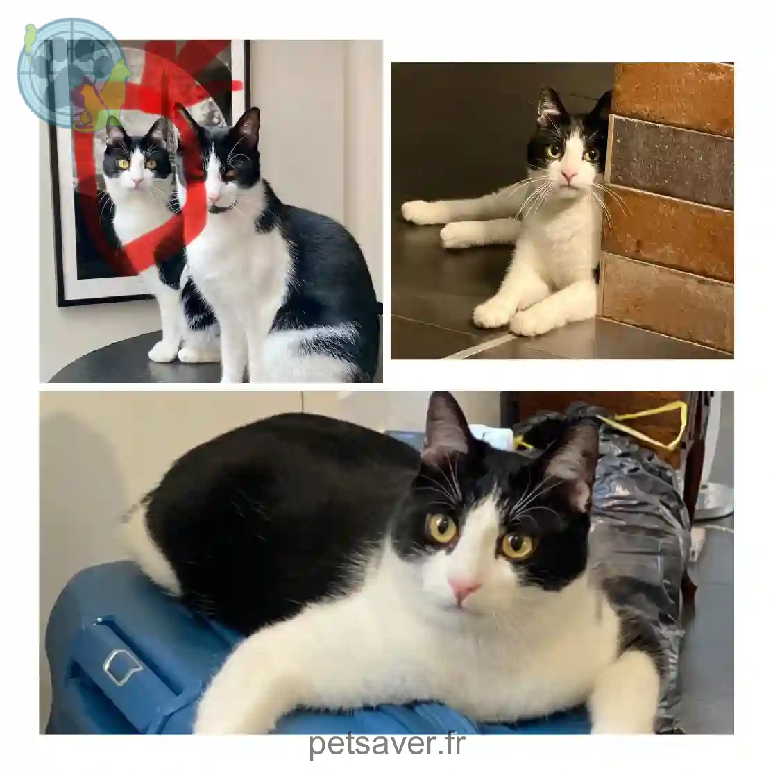 Chat Perdu 92 Hauts-de-Seine - Snoopy Chat Perdu 92 Hauts-de-Seine - Snoopy