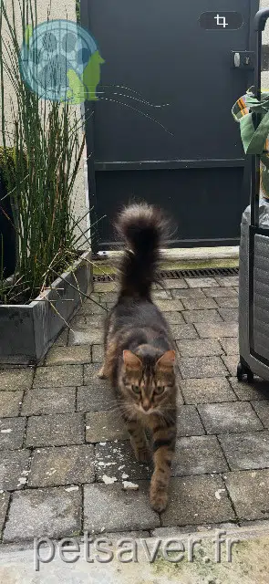 chat lost 92240 Malakoff Spritz