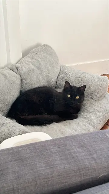chat lost   92390 Villeneuve-la-Garenne Sultan