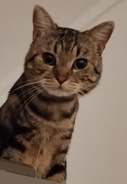 chat lost   92700 Colombes Tigrou