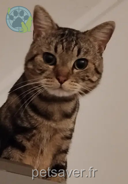 chat perdu 92700 Colombes Tigrou chat lost 92700 Colombes Tigrou