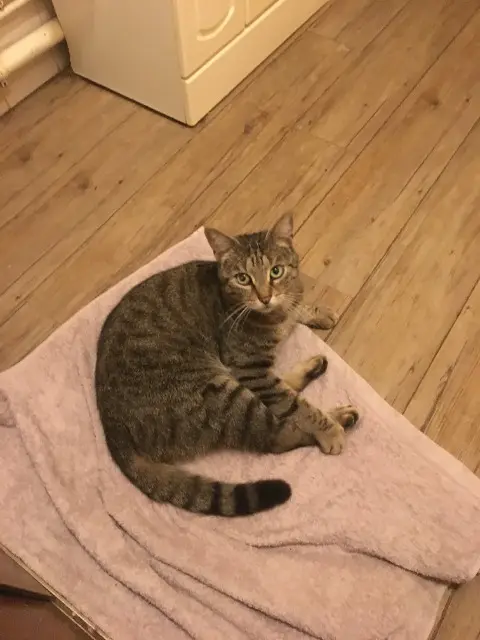 chat lost   92410 Ville-d'Avray Timinou