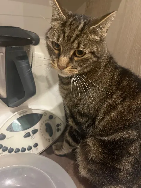 kater vermist 92420 Vaucresson Tom kater lost 92420 Vaucresson Tom