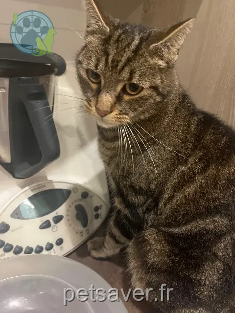 gatto perso 92420 Vaucresson Tom gatto lost 92420 Vaucresson Tom