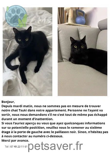 chat lost   92300 Levallois-Perret Tsuki