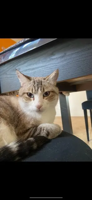 chat lost   92500 Rueil-Malmaison Tsuki