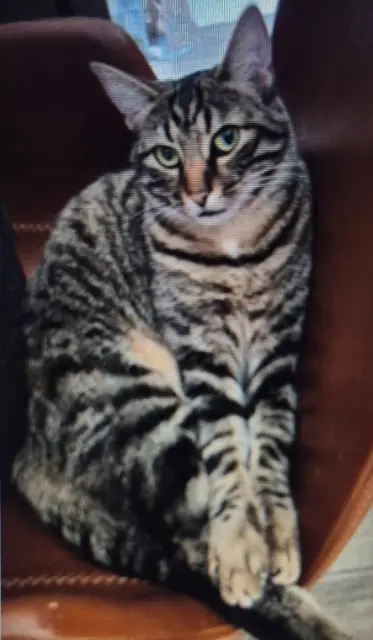 chat lost   92340 Bourg-la-Reine Twist