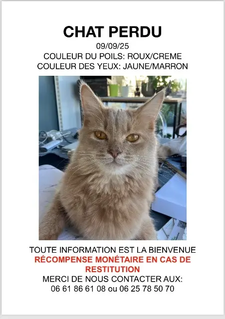 chat lost   92110 Clichy Umi
