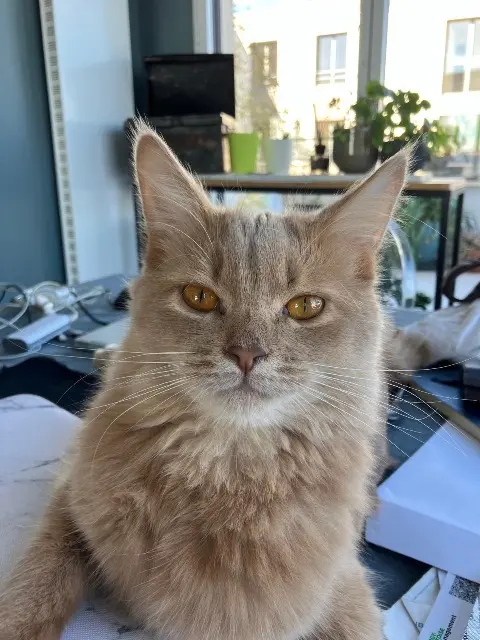 chat lost   92110 Clichy Umi