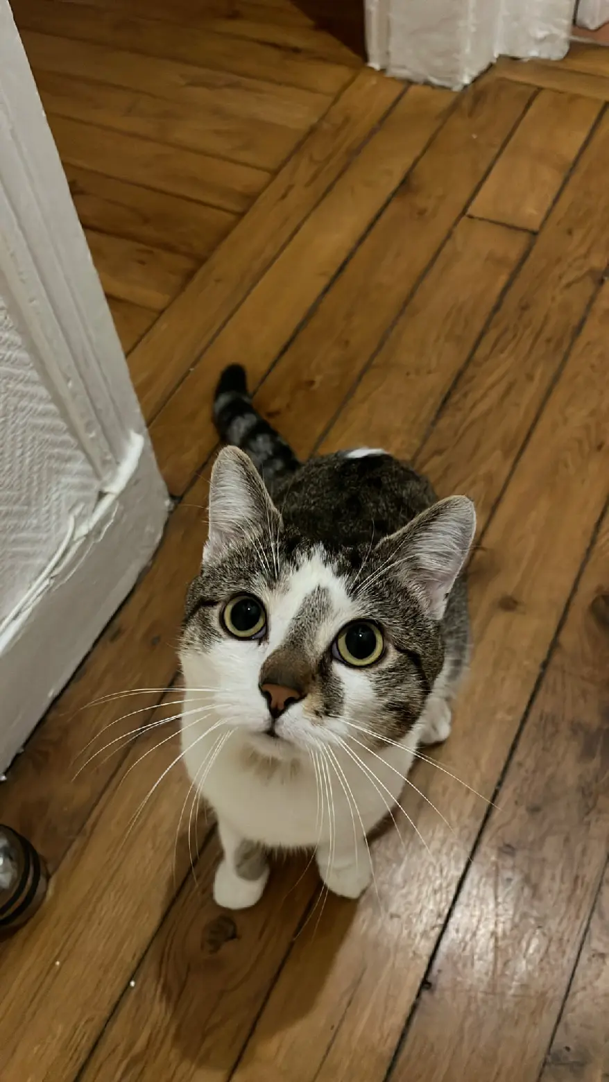gato perdido 5 Rue Parmentier 92200 Neuilly-sur-Seine Uno gato lost 5 Rue Parmentier 92200 Neuilly-sur-Seine Uno