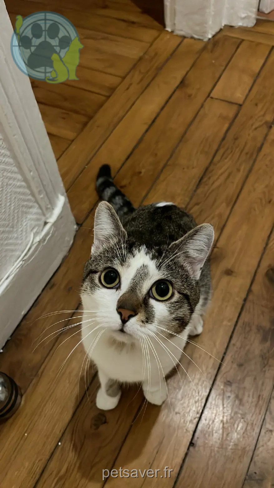 gatto perso 5 Rue Parmentier 92200 Neuilly-sur-Seine Uno gatto lost 5 Rue Parmentier 92200 Neuilly-sur-Seine Uno