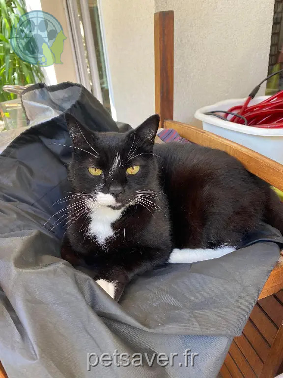 Chat Perdu 92 Hauts-de-Seine - Whisky Chat Perdu 92 Hauts-de-Seine - Whisky