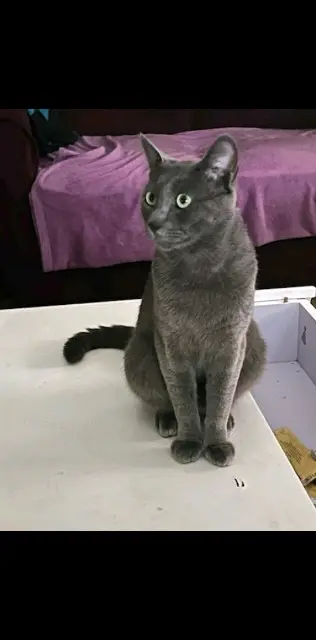 chat lost   92380 Garches Yoshi