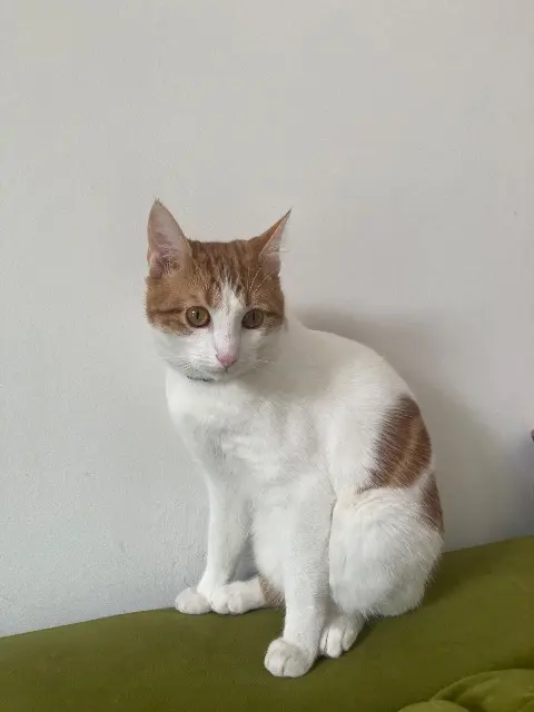 chat lost   92160 Antony Ziggy