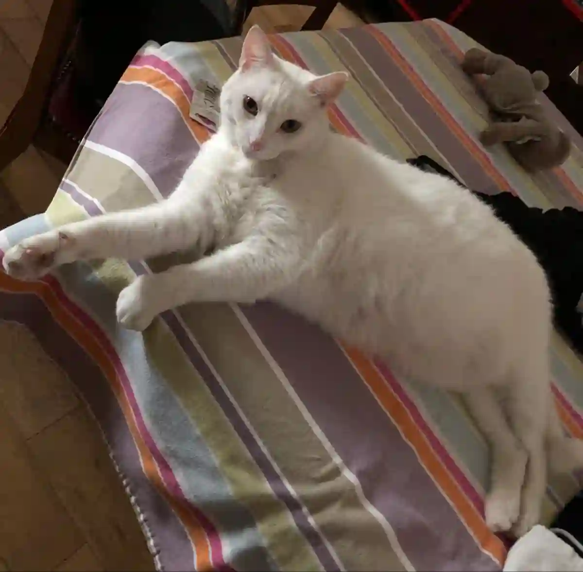 Chat Perdu 92 Hauts-de-Seine - Ziggy Chat Perdu 92 Hauts-de-Seine - Ziggy