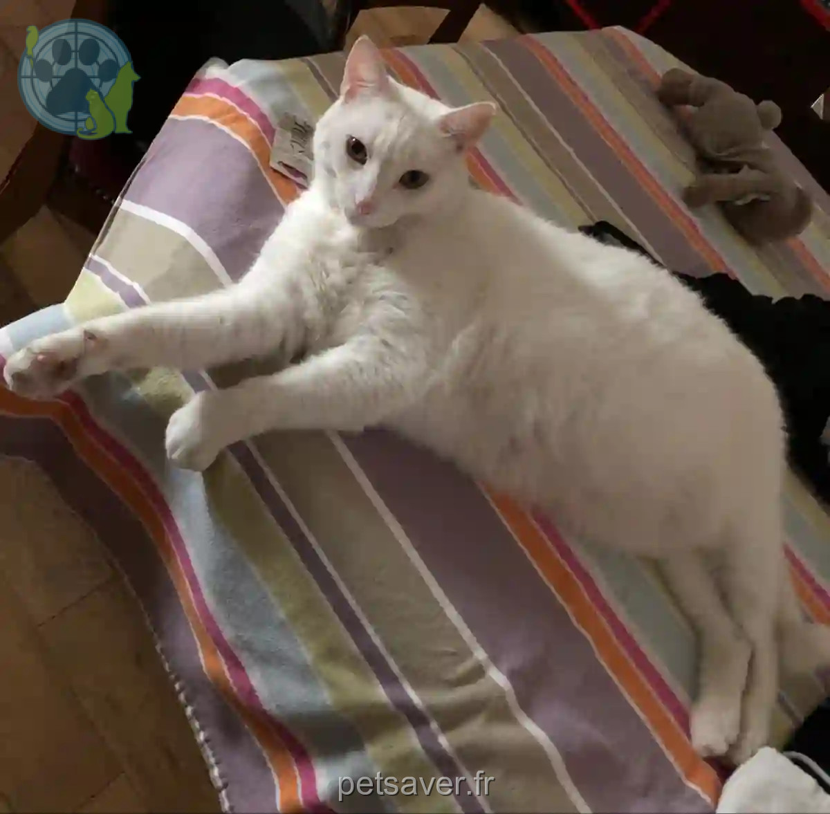 Chat Perdu 92 Hauts-de-Seine - Ziggy Chat Perdu 92 Hauts-de-Seine - Ziggy