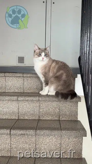 chat lost   92150 Suresnes Émile