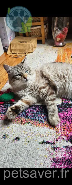 chat lost   93000 Bobigny Aaron
