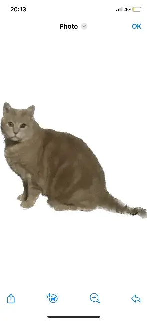 chat lost   93170 Bagnolet Achille