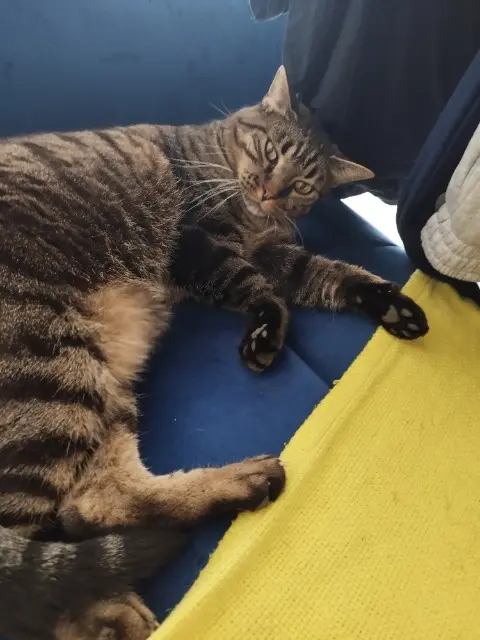 chat lost   93150 Le Blanc-Mesnil Aiko