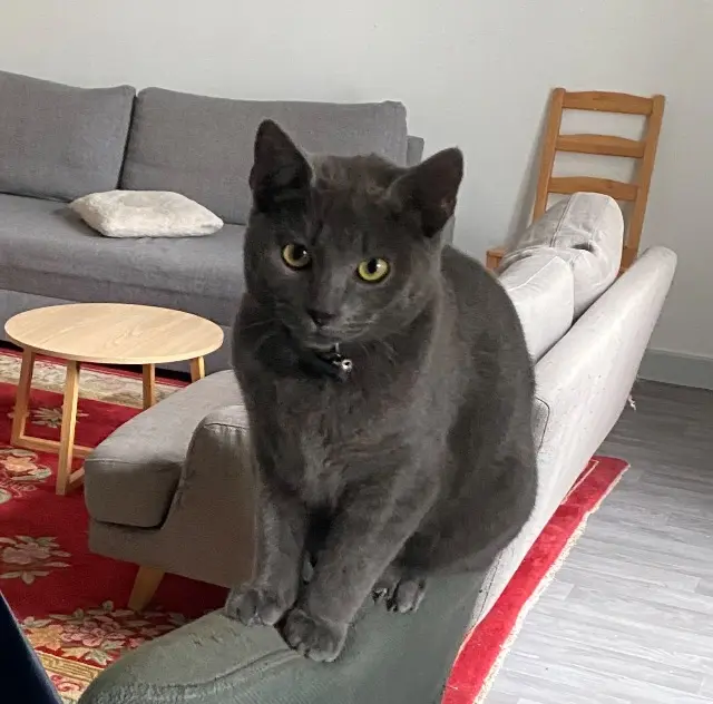 chat lost   93150 Le Blanc-Mesnil Antar