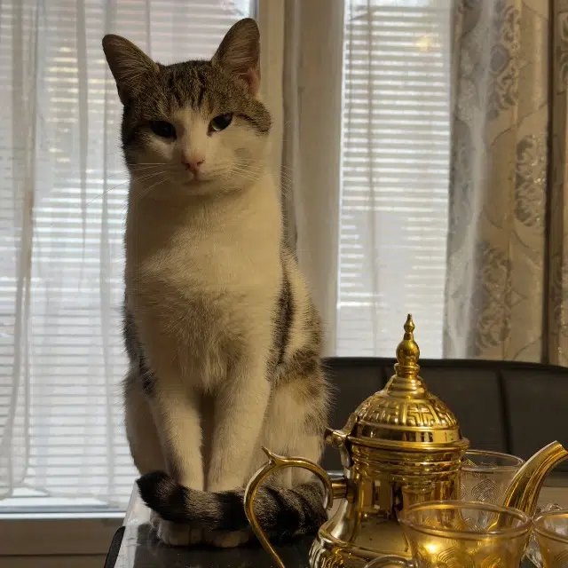 chat lost   93270 Sevran Apolo