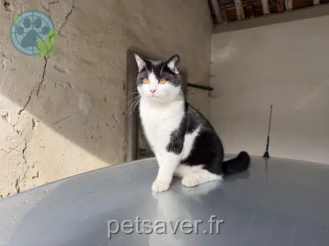 chat lost   93110 Rosny-sous-Bois Athos