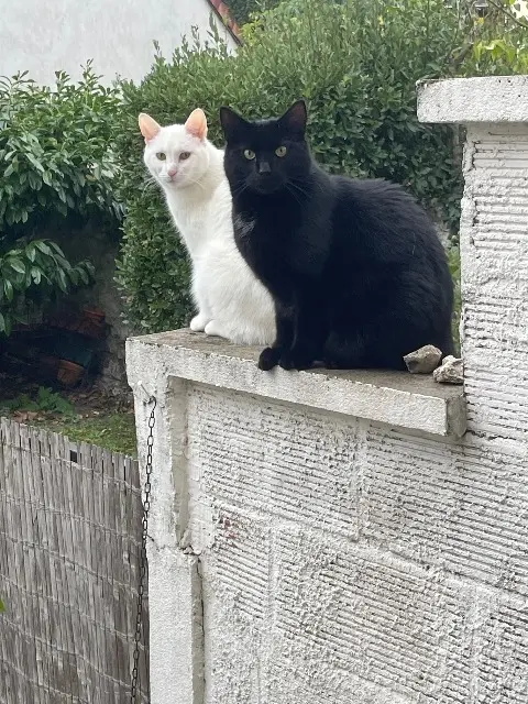 chat lost   93250 Villemomble Batman