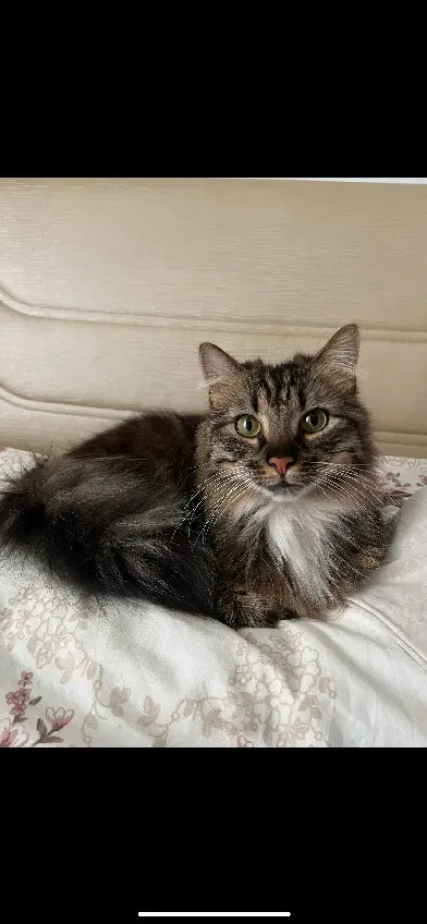 Chat Perdu 93 Seine-Saint-Denis - Bebish Chat Perdu 93 Seine-Saint-Denis - Bebish