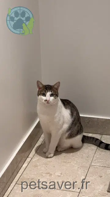 chat lost   93700 Drancy Belky