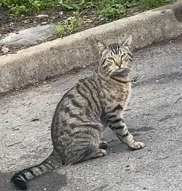 chat lost   93150 Le Blanc-Mesnil Bibou