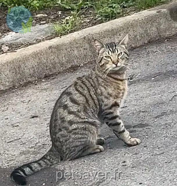cat lost 93150 Le Blanc-Mesnil Bibou cat lost 93150 Le Blanc-Mesnil Bibou