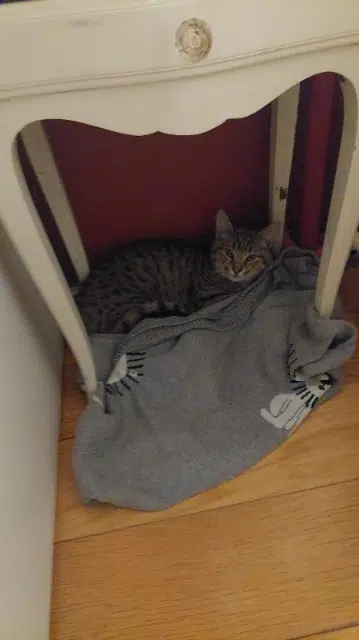 chat lost   93170 Bagnolet Bimo