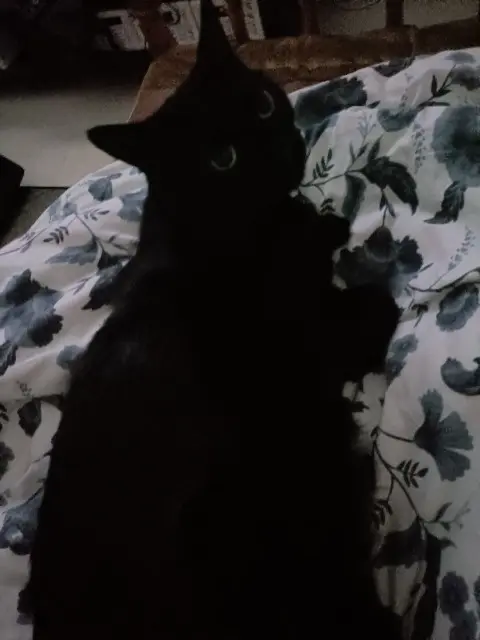 chat lost   93400 Saint-Ouen-sur-Seine Black