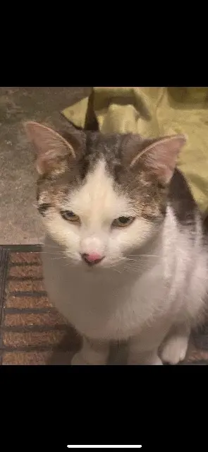 gato perdido 93130 Noisy-le-Sec Blanco gato lost 93130 Noisy-le-Sec Blanco