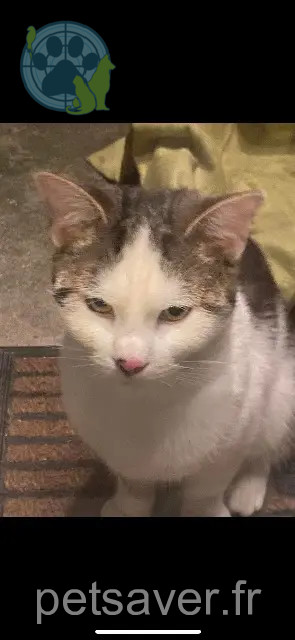 chat perdu 93130 Noisy-le-Sec Blanco chat lost 93130 Noisy-le-Sec Blanco