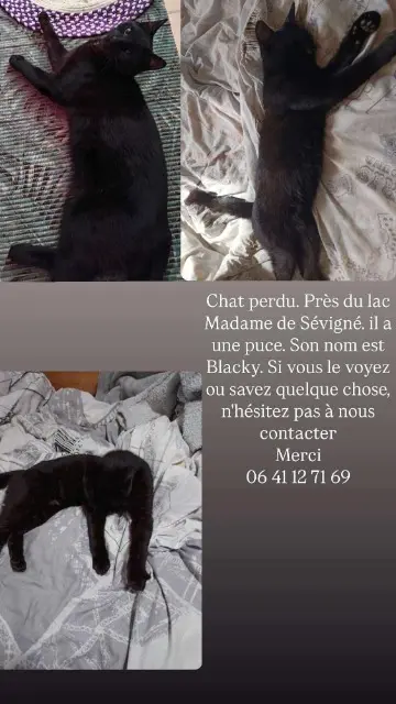 chat lost   93190 Livry-Gargan Bllaky juju