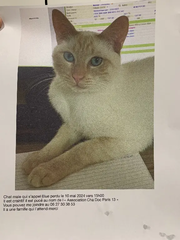Chat Perdu 93 Seine-Saint-Denis - Blue Chat Perdu 93 Seine-Saint-Denis - Blue