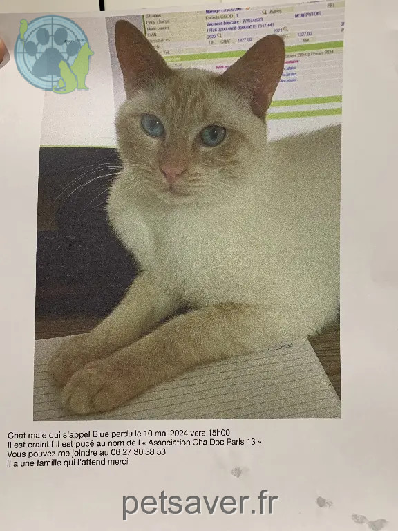 Chat Perdu 93 Seine-Saint-Denis - Blue Chat Perdu 93 Seine-Saint-Denis - Blue