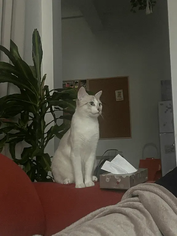 Chat Perdu 93 Seine-Saint-Denis - Bobby Chat Perdu 93 Seine-Saint-Denis - Bobby