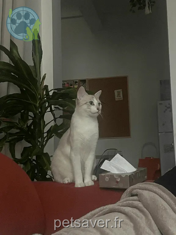 Chat Perdu 93 Seine-Saint-Denis - Bobby Chat Perdu 93 Seine-Saint-Denis - Bobby