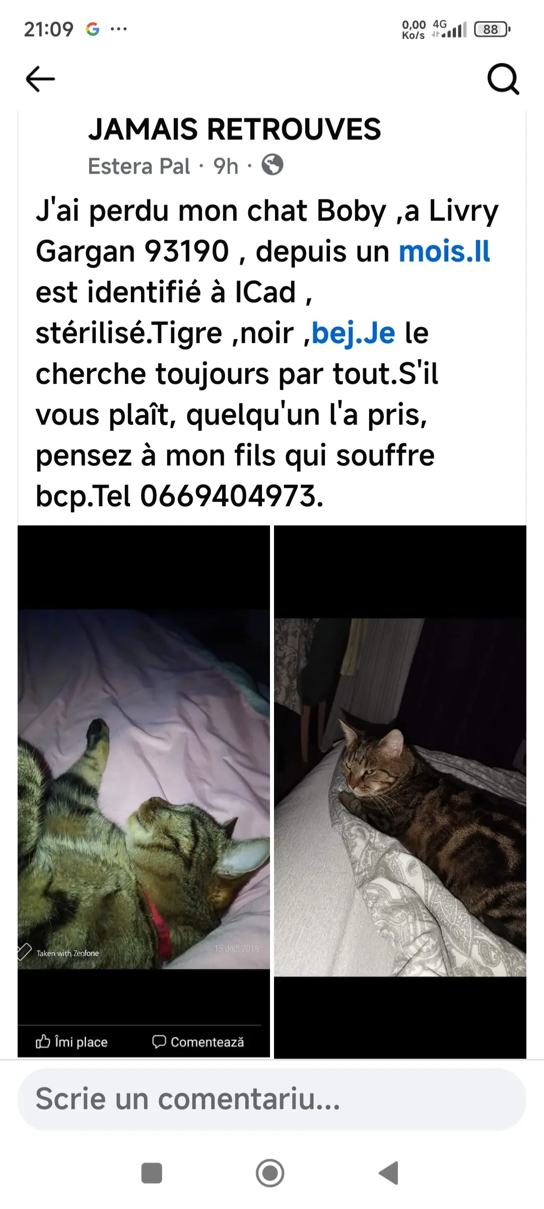 gato perdido Allée Jules Ladoumègue 93190 Livry-Gargan Boby gato lost Allée Jules Ladoumègue 93190 Livry-Gargan Boby