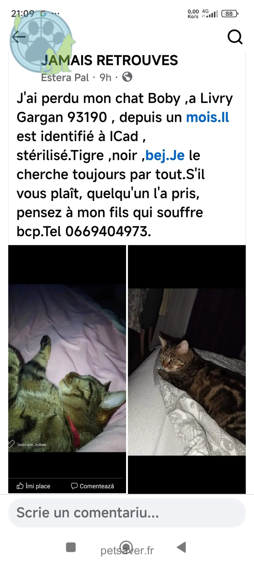 Kater vermisst Allée Jules Ladoumègue 93190 Livry-Gargan Boby Kater lost Allée Jules Ladoumègue 93190 Livry-Gargan Boby