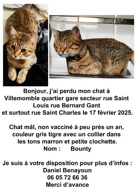 chat perdu 93250 Villemomble Bounty chat lost 93250 Villemomble Bounty