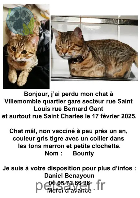 cat lost 93250 Villemomble Bounty cat lost 93250 Villemomble Bounty