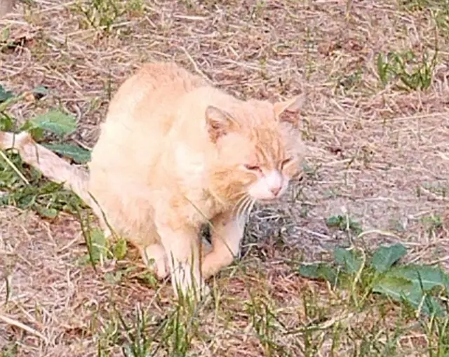 chat lost   93500 Pantin BRISOU