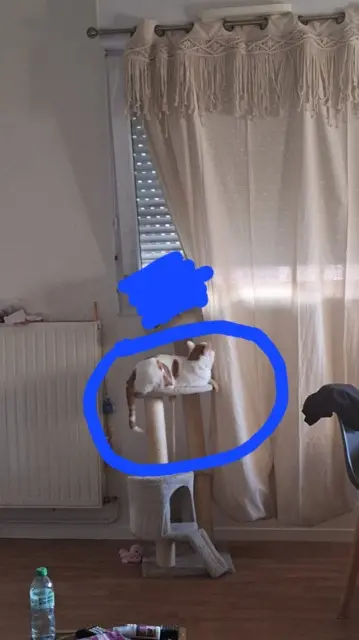 chat lost   93500 Pantin Bébé